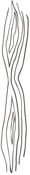 Baumstamm Illustration